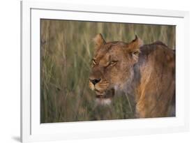 Lion (Panthera Leo), Masai Mara, Kenya, East Africa, Africa-Sergio Pitamitz-Framed Photographic Print