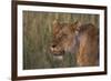 Lion (Panthera Leo), Masai Mara, Kenya, East Africa, Africa-Sergio Pitamitz-Framed Photographic Print