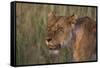 Lion (Panthera Leo), Masai Mara, Kenya, East Africa, Africa-Sergio Pitamitz-Framed Stretched Canvas