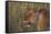 Lion (Panthera Leo), Masai Mara, Kenya, East Africa, Africa-Sergio Pitamitz-Framed Stretched Canvas