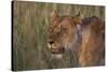 Lion (Panthera Leo), Masai Mara, Kenya, East Africa, Africa-Sergio Pitamitz-Stretched Canvas