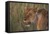 Lion (Panthera Leo), Masai Mara, Kenya, East Africa, Africa-Sergio Pitamitz-Framed Stretched Canvas