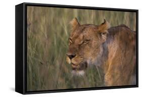 Lion (Panthera Leo), Masai Mara, Kenya, East Africa, Africa-Sergio Pitamitz-Framed Stretched Canvas