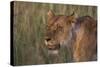 Lion (Panthera Leo), Masai Mara, Kenya, East Africa, Africa-Sergio Pitamitz-Stretched Canvas