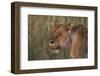 Lion (Panthera Leo), Masai Mara, Kenya, East Africa, Africa-Sergio Pitamitz-Framed Photographic Print