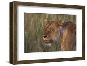 Lion (Panthera Leo), Masai Mara, Kenya, East Africa, Africa-Sergio Pitamitz-Framed Photographic Print