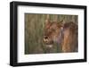 Lion (Panthera Leo), Masai Mara, Kenya, East Africa, Africa-Sergio Pitamitz-Framed Photographic Print