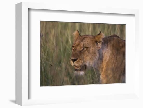 Lion (Panthera Leo), Masai Mara, Kenya, East Africa, Africa-Sergio Pitamitz-Framed Photographic Print