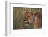 Lion (Panthera Leo), Masai Mara, Kenya, East Africa, Africa-Sergio Pitamitz-Framed Photographic Print