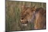 Lion (Panthera Leo), Masai Mara, Kenya, East Africa, Africa-Sergio Pitamitz-Mounted Photographic Print