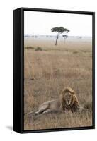 Lion (Panthera Leo), Masai Mara National Reserve, Kenya, East Africa, Africa-Ann and Steve Toon-Framed Stretched Canvas