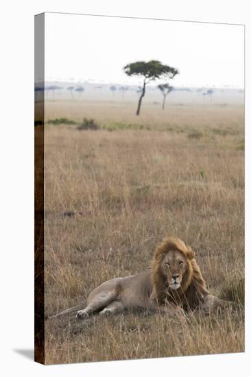 Lion (Panthera Leo), Masai Mara National Reserve, Kenya, East Africa, Africa-Ann and Steve Toon-Stretched Canvas