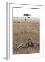 Lion (Panthera Leo), Masai Mara National Reserve, Kenya, East Africa, Africa-Ann and Steve Toon-Framed Photographic Print