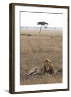 Lion (Panthera Leo), Masai Mara National Reserve, Kenya, East Africa, Africa-Ann and Steve Toon-Framed Photographic Print