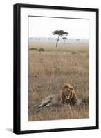 Lion (Panthera Leo), Masai Mara National Reserve, Kenya, East Africa, Africa-Ann and Steve Toon-Framed Photographic Print