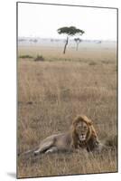 Lion (Panthera Leo), Masai Mara National Reserve, Kenya, East Africa, Africa-Ann and Steve Toon-Mounted Photographic Print