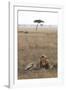 Lion (Panthera Leo), Masai Mara National Reserve, Kenya, East Africa, Africa-Ann and Steve Toon-Framed Photographic Print