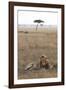 Lion (Panthera Leo), Masai Mara National Reserve, Kenya, East Africa, Africa-Ann and Steve Toon-Framed Photographic Print