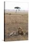 Lion (Panthera Leo), Masai Mara National Reserve, Kenya, East Africa, Africa-Ann and Steve Toon-Stretched Canvas