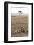 Lion (Panthera Leo), Masai Mara National Reserve, Kenya, East Africa, Africa-Ann and Steve Toon-Framed Photographic Print