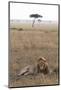 Lion (Panthera Leo), Masai Mara National Reserve, Kenya, East Africa, Africa-Ann and Steve Toon-Mounted Photographic Print