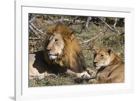 Lion (Panthera leo), Moremi Game Reserve, Okavango Delta, Botswana, Africa-Sergio Pitamitz-Framed Photographic Print