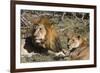 Lion (Panthera leo), Moremi Game Reserve, Okavango Delta, Botswana, Africa-Sergio Pitamitz-Framed Photographic Print