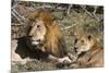 Lion (Panthera leo), Moremi Game Reserve, Okavango Delta, Botswana, Africa-Sergio Pitamitz-Mounted Photographic Print