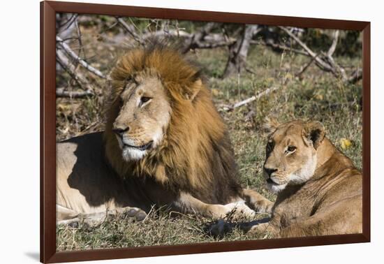 Lion (Panthera leo), Moremi Game Reserve, Okavango Delta, Botswana, Africa-Sergio Pitamitz-Framed Photographic Print