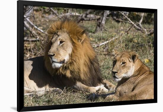 Lion (Panthera leo), Moremi Game Reserve, Okavango Delta, Botswana, Africa-Sergio Pitamitz-Framed Photographic Print