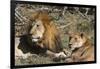 Lion (Panthera leo), Moremi Game Reserve, Okavango Delta, Botswana, Africa-Sergio Pitamitz-Framed Photographic Print