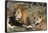 Lion (Panthera leo), Moremi Game Reserve, Okavango Delta, Botswana, Africa-Sergio Pitamitz-Framed Stretched Canvas