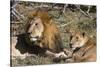 Lion (Panthera leo), Moremi Game Reserve, Okavango Delta, Botswana, Africa-Sergio Pitamitz-Stretched Canvas