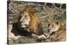 Lion (Panthera leo), Moremi Game Reserve, Okavango Delta, Botswana, Africa-Sergio Pitamitz-Stretched Canvas