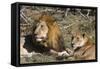 Lion (Panthera leo), Moremi Game Reserve, Okavango Delta, Botswana, Africa-Sergio Pitamitz-Framed Stretched Canvas