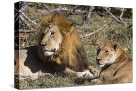 Lion (Panthera leo), Moremi Game Reserve, Okavango Delta, Botswana, Africa-Sergio Pitamitz-Stretched Canvas