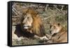 Lion (Panthera leo), Moremi Game Reserve, Okavango Delta, Botswana, Africa-Sergio Pitamitz-Framed Stretched Canvas