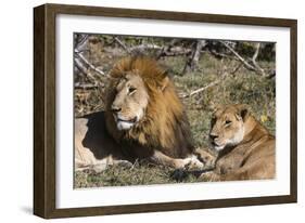 Lion (Panthera leo), Moremi Game Reserve, Okavango Delta, Botswana, Africa-Sergio Pitamitz-Framed Photographic Print
