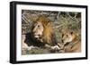 Lion (Panthera leo), Moremi Game Reserve, Okavango Delta, Botswana, Africa-Sergio Pitamitz-Framed Photographic Print