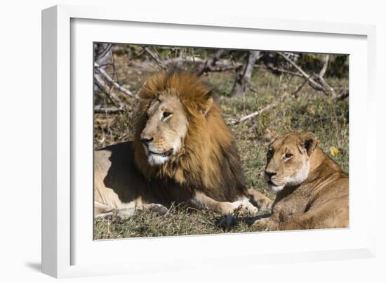 Lion (Panthera leo), Moremi Game Reserve, Okavango Delta, Botswana, Africa-Sergio Pitamitz-Framed Photographic Print