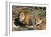 Lion (Panthera leo), Moremi Game Reserve, Okavango Delta, Botswana, Africa-Sergio Pitamitz-Framed Photographic Print