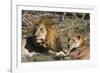 Lion (Panthera leo), Moremi Game Reserve, Okavango Delta, Botswana, Africa-Sergio Pitamitz-Framed Photographic Print