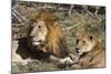 Lion (Panthera leo), Moremi Game Reserve, Okavango Delta, Botswana, Africa-Sergio Pitamitz-Mounted Photographic Print