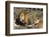 Lion (Panthera leo), Moremi Game Reserve, Okavango Delta, Botswana, Africa-Sergio Pitamitz-Framed Photographic Print