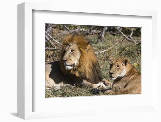 Lion (Panthera leo), Moremi Game Reserve, Okavango Delta, Botswana, Africa-Sergio Pitamitz-Framed Photographic Print