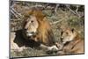 Lion (Panthera leo), Moremi Game Reserve, Okavango Delta, Botswana, Africa-Sergio Pitamitz-Mounted Photographic Print