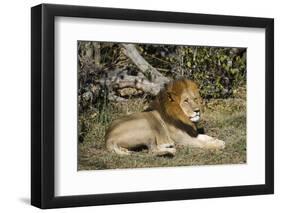 Lion (Panthera leo), Moremi Game Reserve, Okavango Delta, Botswana, Africa-Sergio Pitamitz-Framed Photographic Print