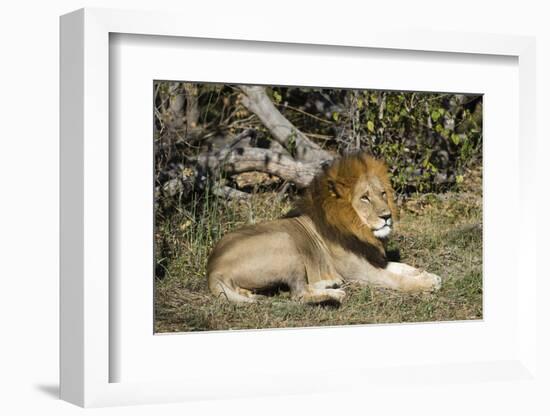 Lion (Panthera leo), Moremi Game Reserve, Okavango Delta, Botswana, Africa-Sergio Pitamitz-Framed Photographic Print