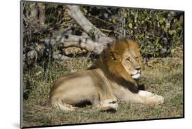 Lion (Panthera leo), Moremi Game Reserve, Okavango Delta, Botswana, Africa-Sergio Pitamitz-Mounted Photographic Print
