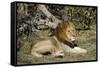 Lion (Panthera leo), Moremi Game Reserve, Okavango Delta, Botswana, Africa-Sergio Pitamitz-Framed Stretched Canvas